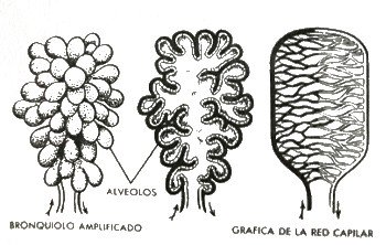 aspecto de los alveolos pulmonares